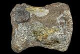 Hadrosaur (Edmontosaurus) Foot Bone - South Dakota #113605-3